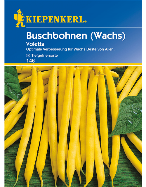 Wachs-Busch-Bohne 'Voletta'