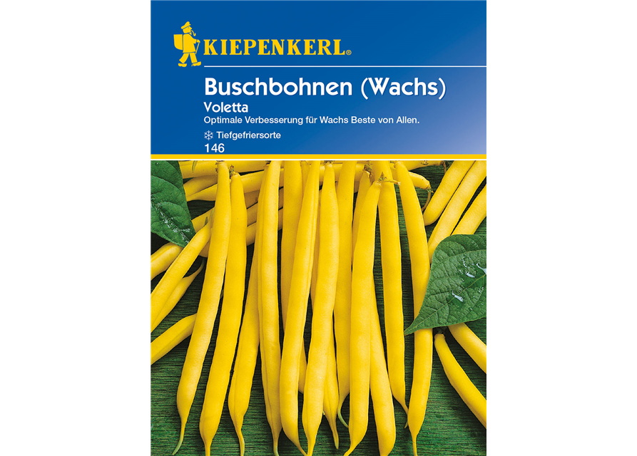 Wachs-Busch-Bohne 'Voletta'