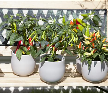 EIN GANZER GARTEN AUF DEM BALKON