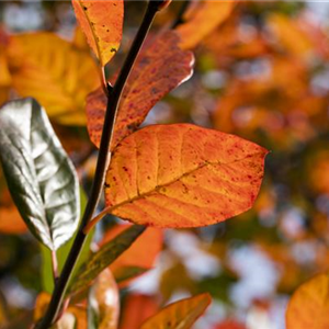 BUNT, BUNTER, HERBST!